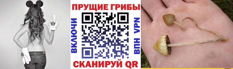 Галлюциногенные грибы ЛСД Карачев